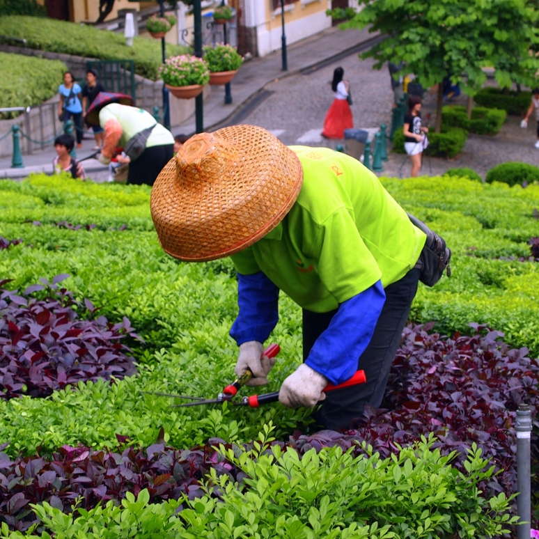 Chinese gardeners in macao